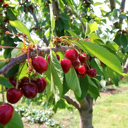 Il Giardino Ritrovato *